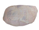 TURKEY ROLL